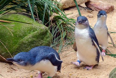 Phillip Islan mit Pinguine